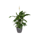 brussels rund 22cm anthrazit
